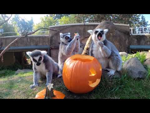 Lemurs Enjoy Their Halloween Pumpkins
