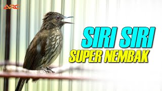 Download lagu MASTERAN SIRI SIRI GACOR NEMBAK NGEBREN mp3 Download lagu MASTERAN SIRI SIRI GACOR NEMBAK NGEBREN mp3
