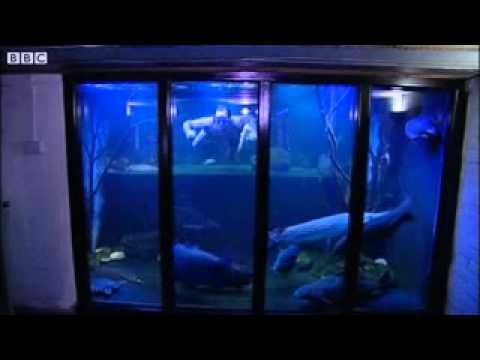 download lagu mp3 mp4 Big Fish Tanks Uk, download lagu Big Fish Tanks Uk gratis, unduh video klip Big Fish Tanks Uk