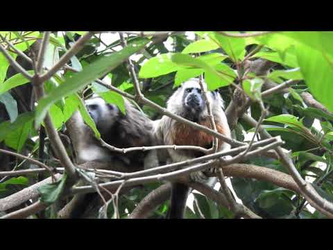 Ian Kenzof & Black Rythmo - Ooreka  (teaser)