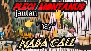 Download lagu TERAPI MONTY ombyokan, call monty jantan || Pleci monty indonesia mp3