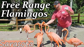 Flamingo Fiesta: Our Sarasota Jungle Gardens Adventure.