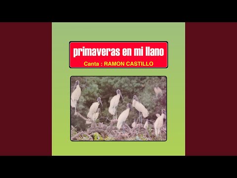 Primaveras en Mi Llano