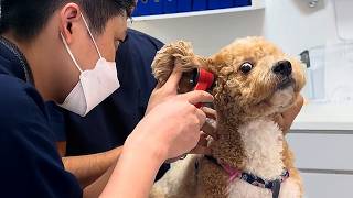 Dogs Who Totally Realize Their Vets Are Up to Something 😅 Funniest Dog Reactions!