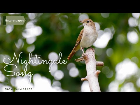 Nightingale song -  relaxing bird sounds