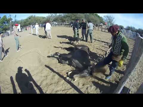 PIALADA DE POTROS   LIMAY MAHUIDA   26