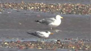 preview picture of video 'Royal Tern at Waterside, Albert Co., NB - 29/08/11'