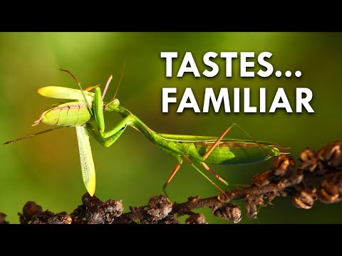 download lagu mp3 mp4 Cannibal Animals, download lagu Cannibal Animals gratis, unduh video klip Cannibal Animals