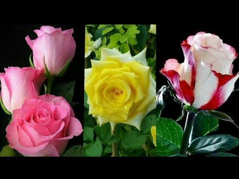 Very beautiful Rose Flowers Profile Picture #Rose Flowers Picture