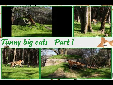 MAKING FUN OF THE BIG CATS - Part 1 | Funny tigers | Prank on animals | HILARIOUS PETS