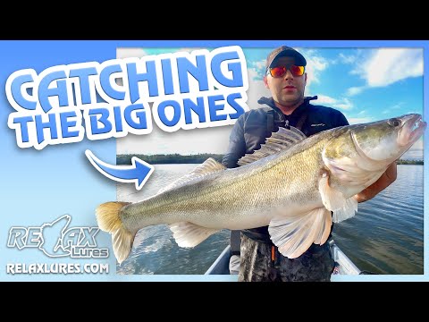 Relax Oklahoma Laminated Blister 12.5cm L001