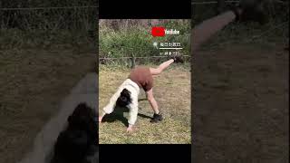 見せないように回ったはずが、、、 ミニスカで側転チャレンジ?‍♀️?‍♀️ #女子ソロキャンプ #ソロキャンプ #キャンプ女子 #ミニスカ #見えちゃう #ミニスカート女子