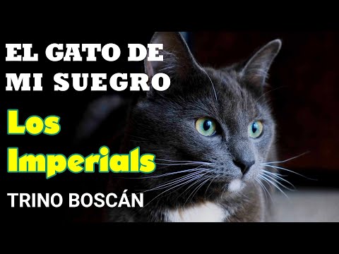EL GATO DE MI SUEGRO LOS IMPERIALS TRINO BOSCAN