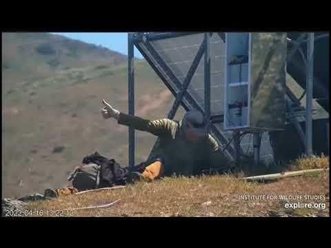 Dr Sharpe Delivers Easter Blessing - Youngest Eaglet Rescued Returned to Nest - April 16, 2022