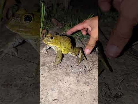 Attraper une grenouille drôle pour rire hahaha | duo de grenouilles drôle | attraper des grenouilles pour s'amuser | tep longheng drôle