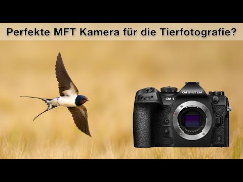 Erfahrungsbericht - OM-Systems OM-1 II und 150-400mm für Vogelfotografie