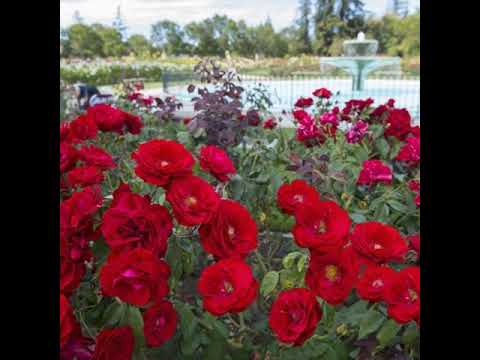 FOFO'ANGA AOTEAROA VOLUME 4 (AOTEAROA)LOSE 'O HA'AVAKA'OTUA