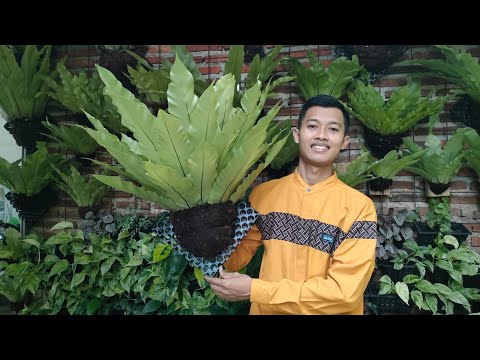 EASY WAY TO TREAT KADAKA