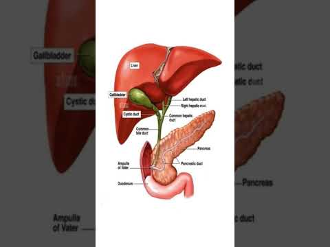 Liver, Gallbladder, Pancreas, and Bile Duct Anatomy