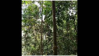 Download lagu pikat ijo mini,ijo big,kapas tembak dengan gan kombinasi burcil terampuh mp3