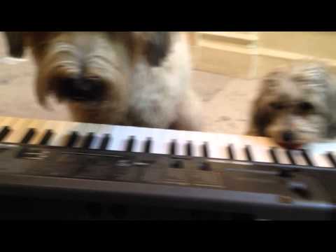 isis and Bear piano duet