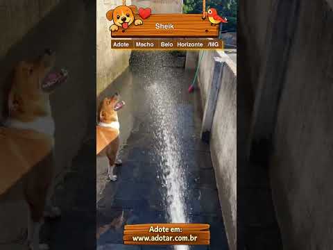 Vídeo de Sheik