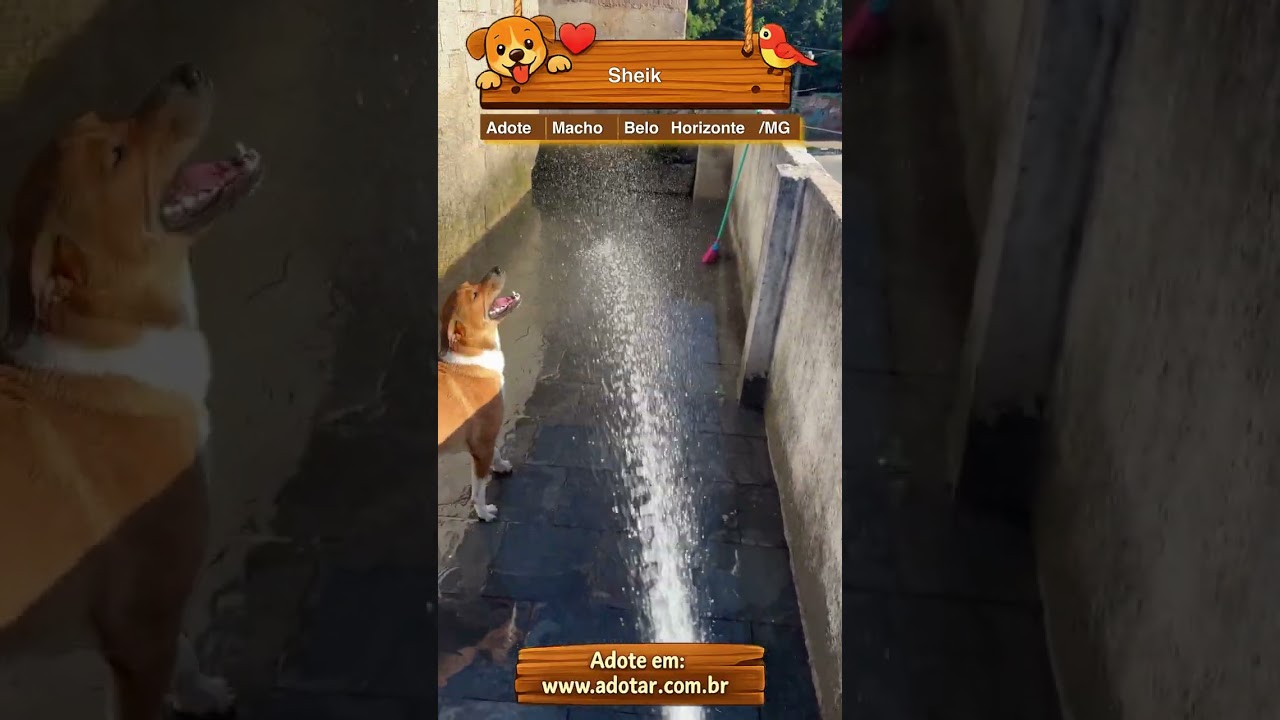 Cachorro raça SRD-ViraLata idade 3 anos nome Sheik