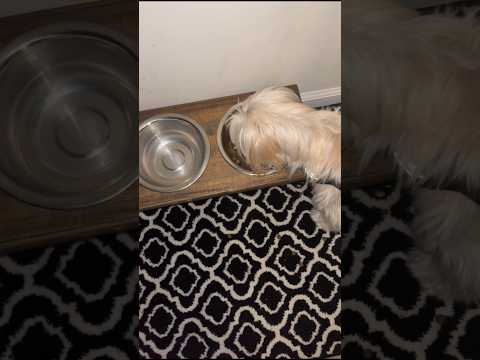 How to feed a Small Dog. Maltese Casa Nova. Healthy Diet. Dog Mom. Pets for Kings and Queens! 🐶🐾🥰