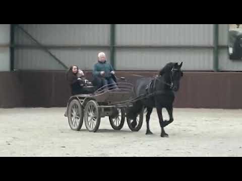 Test drive with Piet Okkema, stal de noeste hoeve, friesian mare, friesian horse