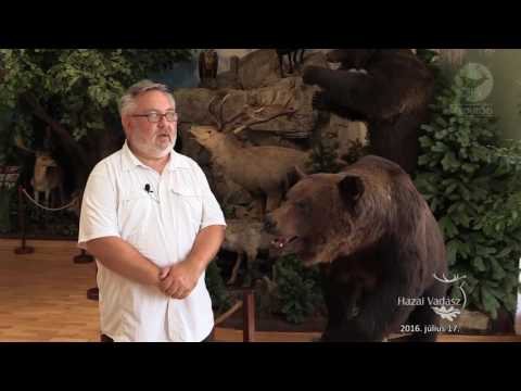NIMRÓD Percek: „A medve nem játék!” - 2016.07.17-i adás