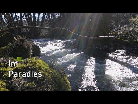 DREAM START! Big fish in a SMALL stream!