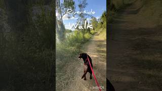 川辺を歩く #犬 #ラブラドール #犬散歩 #大型犬のいる生活 #dog #labrador #dogwalk #dogshorts