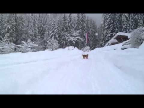 Alice, Cleo, Argos, Figo, Hexe Liberi e felici sulla neve in Val di Funes