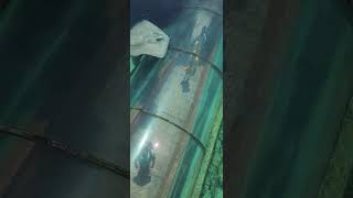 most relaxing sea world sea life scenes : Virgin Voyages Valiant Lady Review