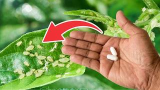 100% Protect Your Plants from Pests with This SIMPLE TRICK