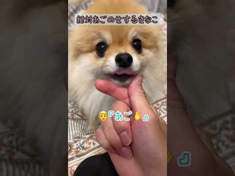 元気いっぱいのポメラニアン – ポメラニアンは小さいけど力強い!