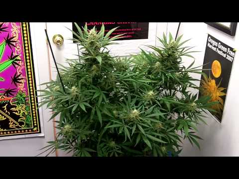 Subcool's Jack The Ripper at Day 45.MOV