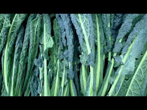 download lagu mp3 mp4 Cavolo Nero Calories, download lagu Cavolo Nero Calories gratis, unduh video klip Cavolo Nero Calories