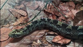 Download lagu Universeum’s Venomous Beauty:Understanding Gothenburg’s Snakes Collection! mp3