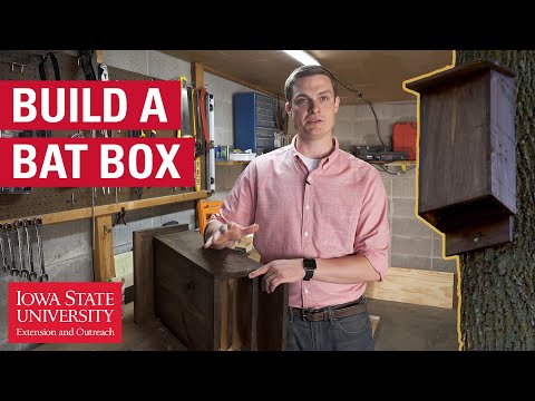 How to Build a Bat Box