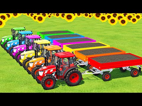 LOAD SUNFLOWERS & TRANSPORT WITH MASSEY FERGUSON TRACTORS - Farming Simulator 22