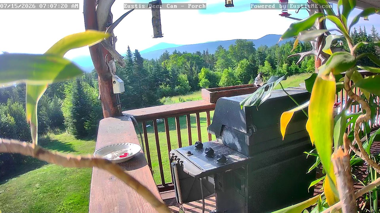 Live webcam view of Eustis Deer Cam