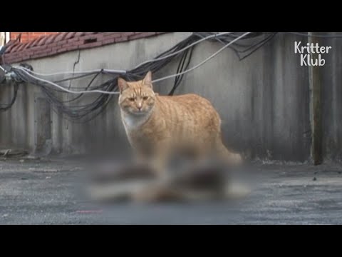 Father Cat Cannot Leave His Dead Kittens' Side (Part 2) | Kritter Klub