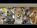Humanity S Worst Trick Making Big Cats Disappear
