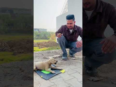 आज तो छोटे कुत्ते ने मेरे पतंग पर कब्ज़ा करके उसे फाड़ डाला🥲🪁#kite #kiteflying #patang