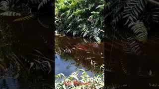 Download lagu Mancing Ikan Betok di Sungai Area Kebun Sawit mp3