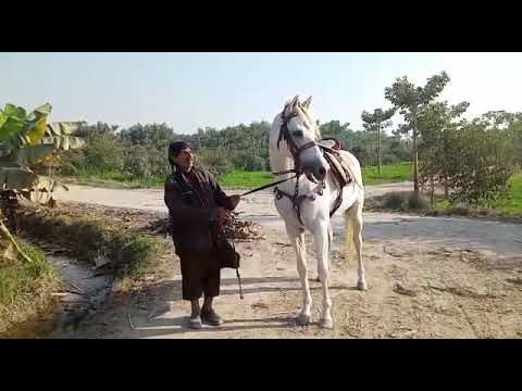 #ALTAMASH.  A pedigreed Arabian imported horse. Owned by #Nawab_Jamshaid_Ali_Khan _Talpur sb.