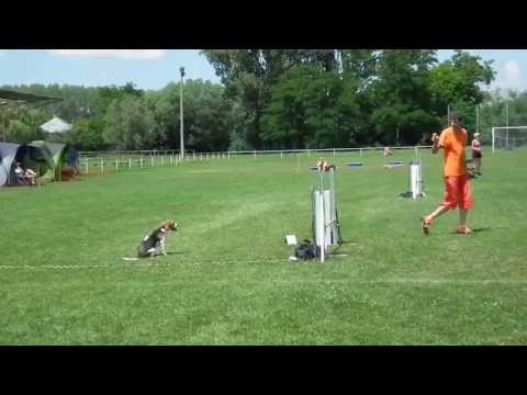 2013.06.23. Szigetköz agility kupa - Laci & Ördög J1