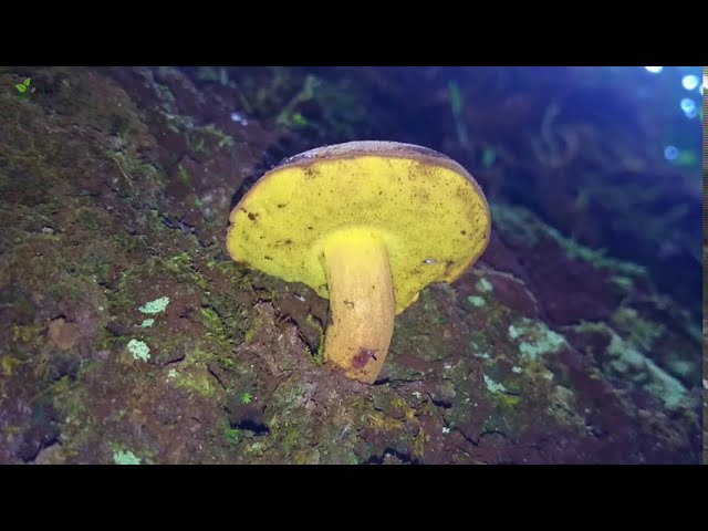 Video Aussprache von Picea abies in Englisch Video Aussprache von Picea abies in Englisch
