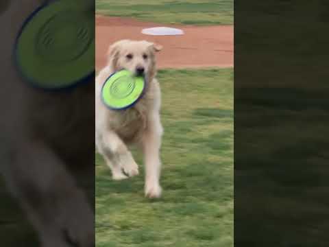 #dog #goldenretriever #doglover #puppy #park #green #playwithanimals #spring #funnyshorts